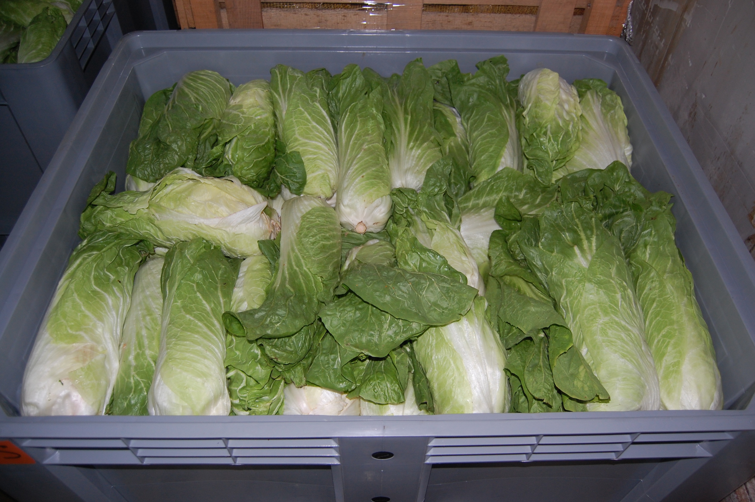 Chinese Cabbages