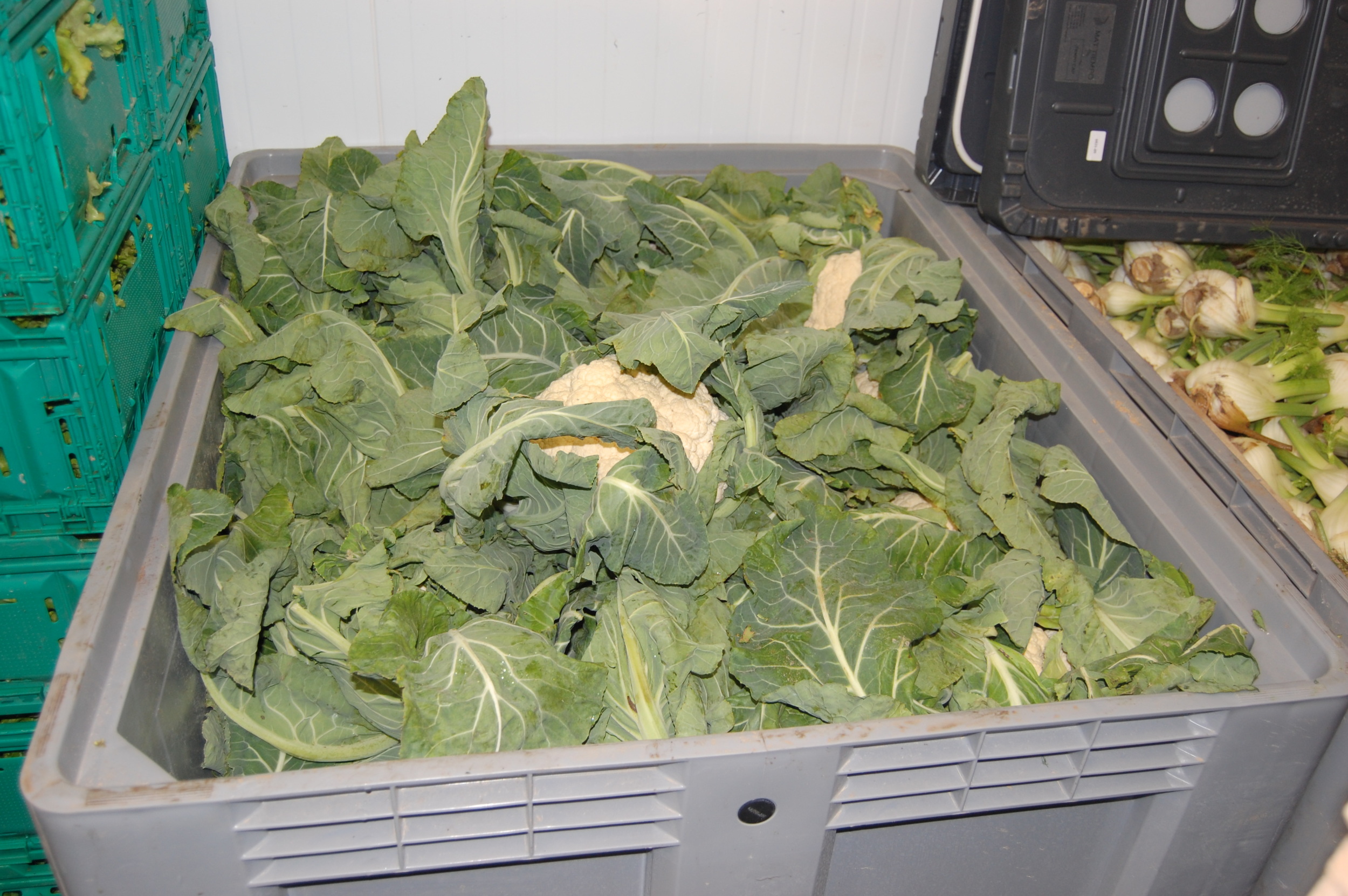 Cauliflowers