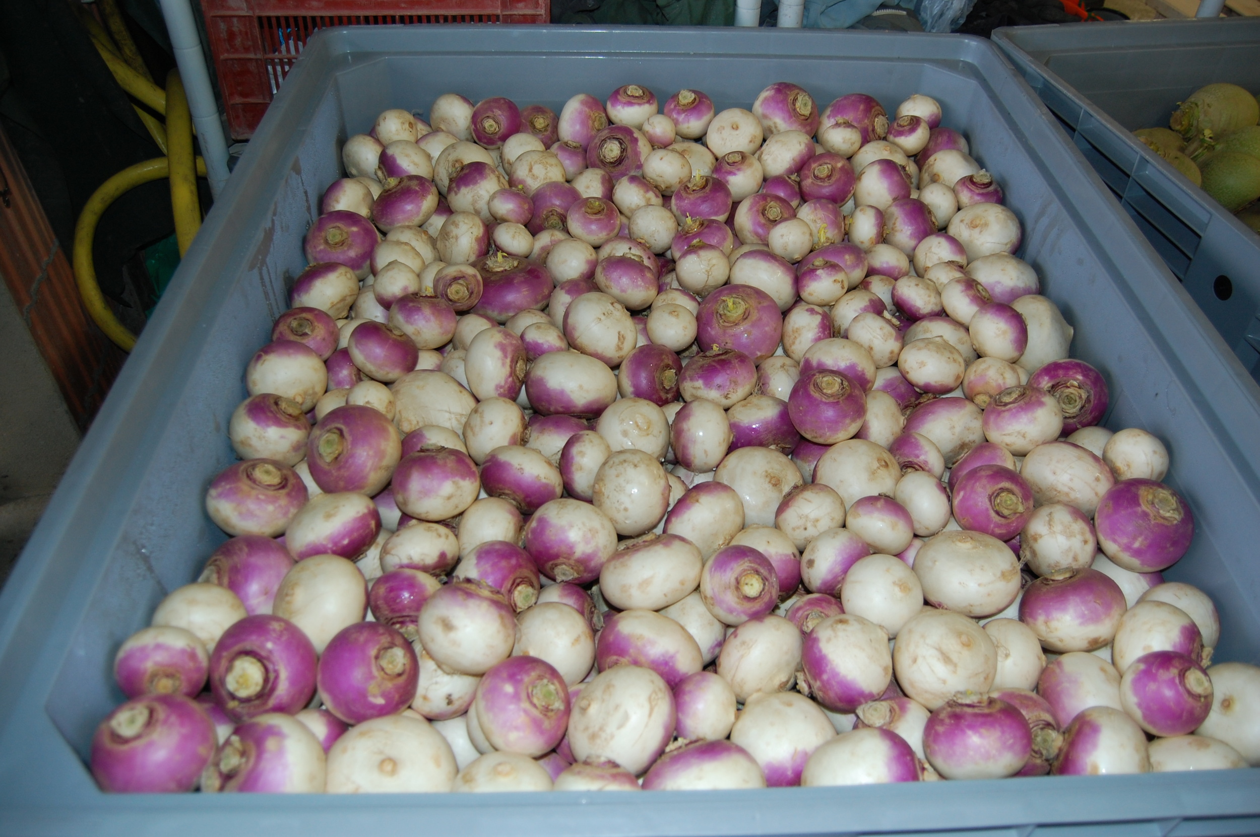 Turnips