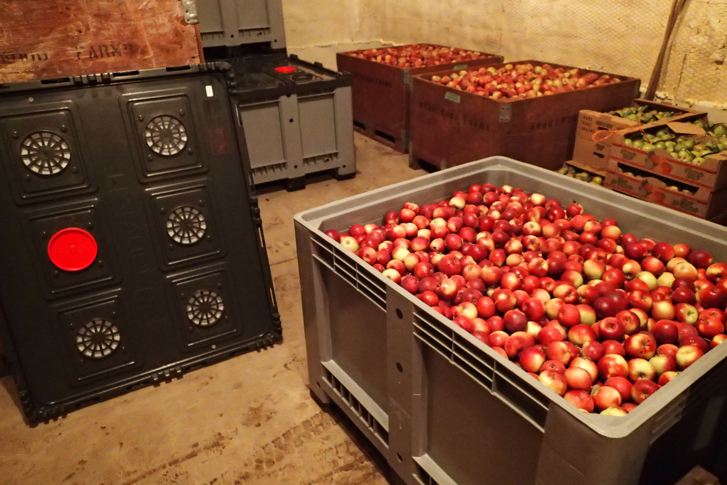 Empire Apples