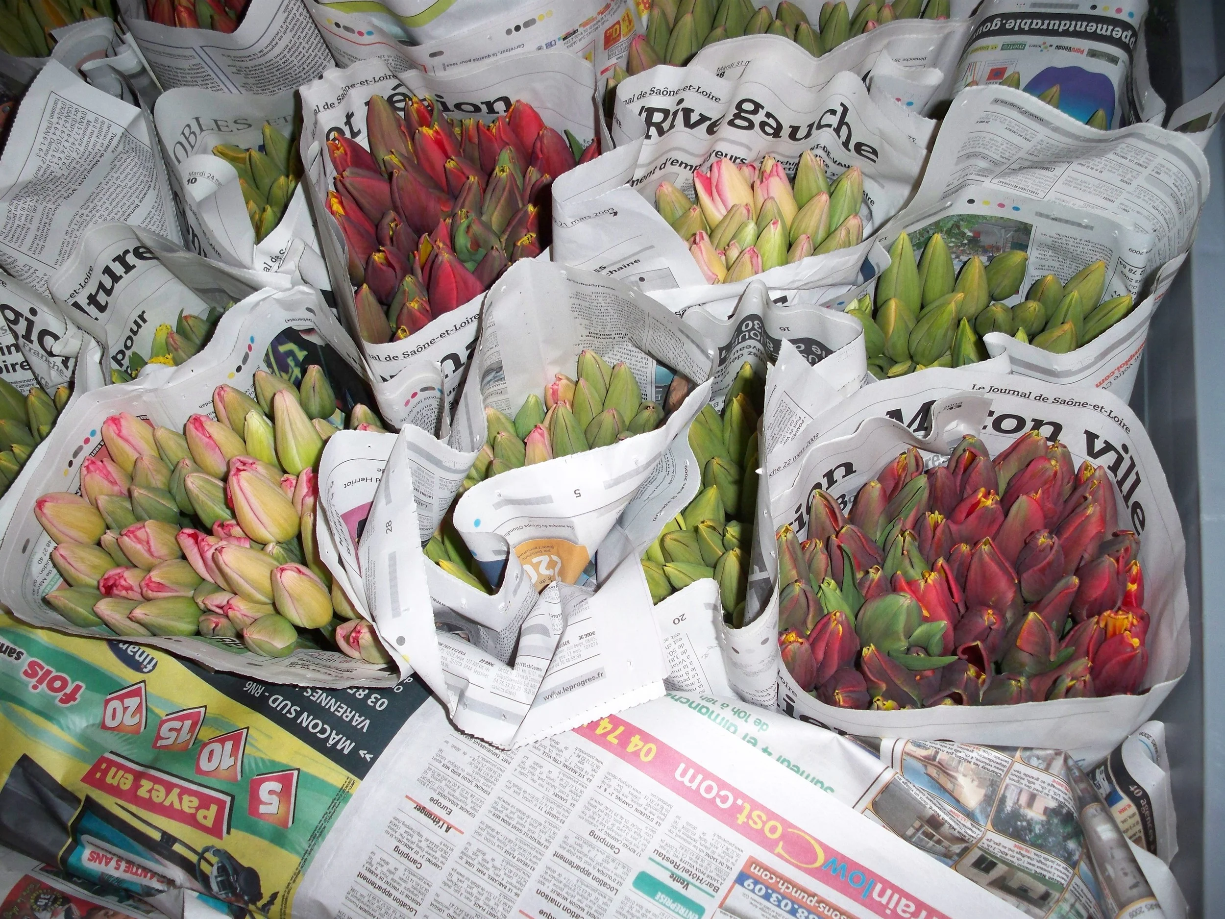 Tulips