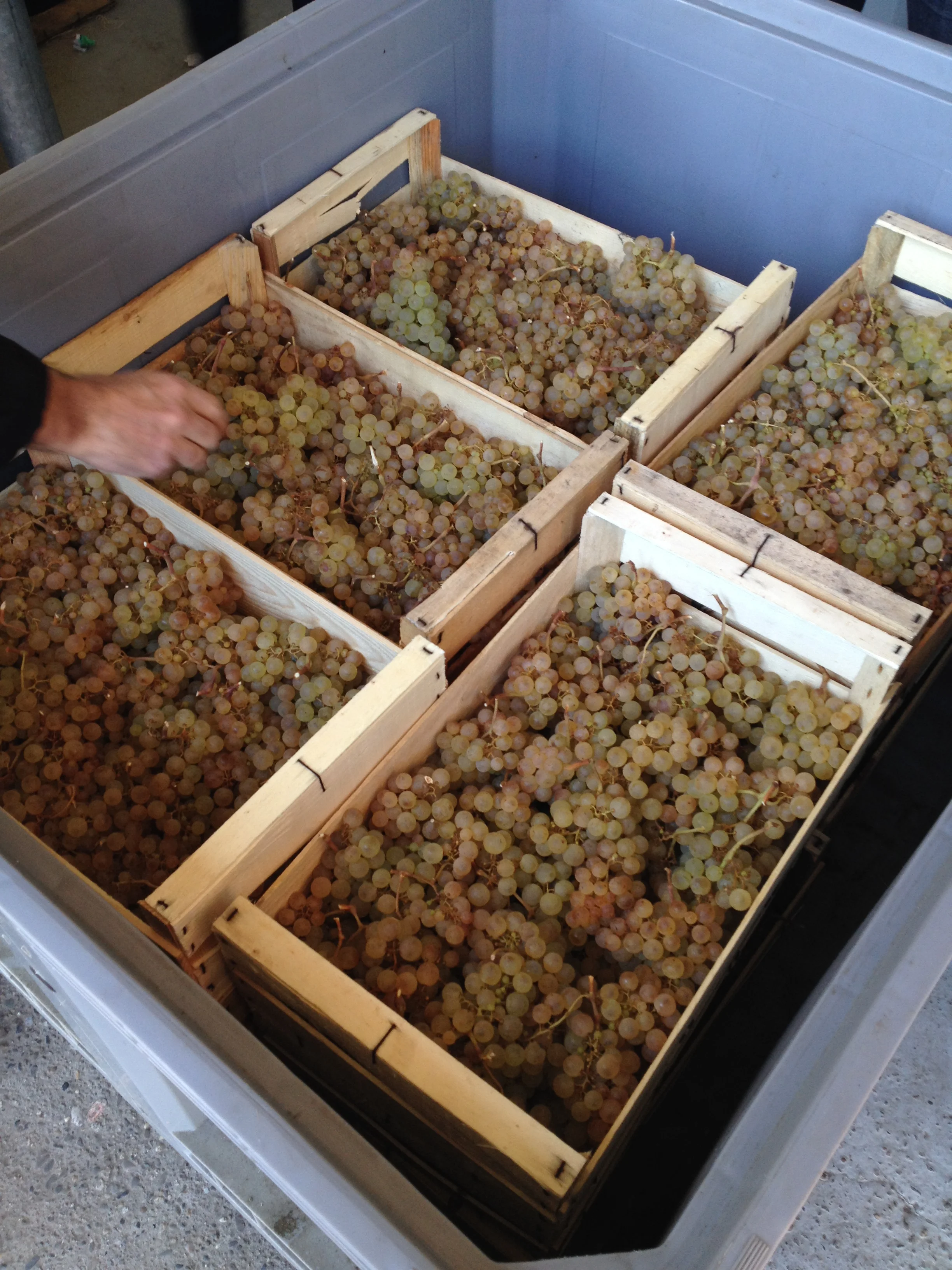 5 months storage: new table grape testimony