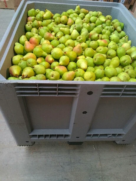 JMT US_controlled atmosphere bin pear.jpg
