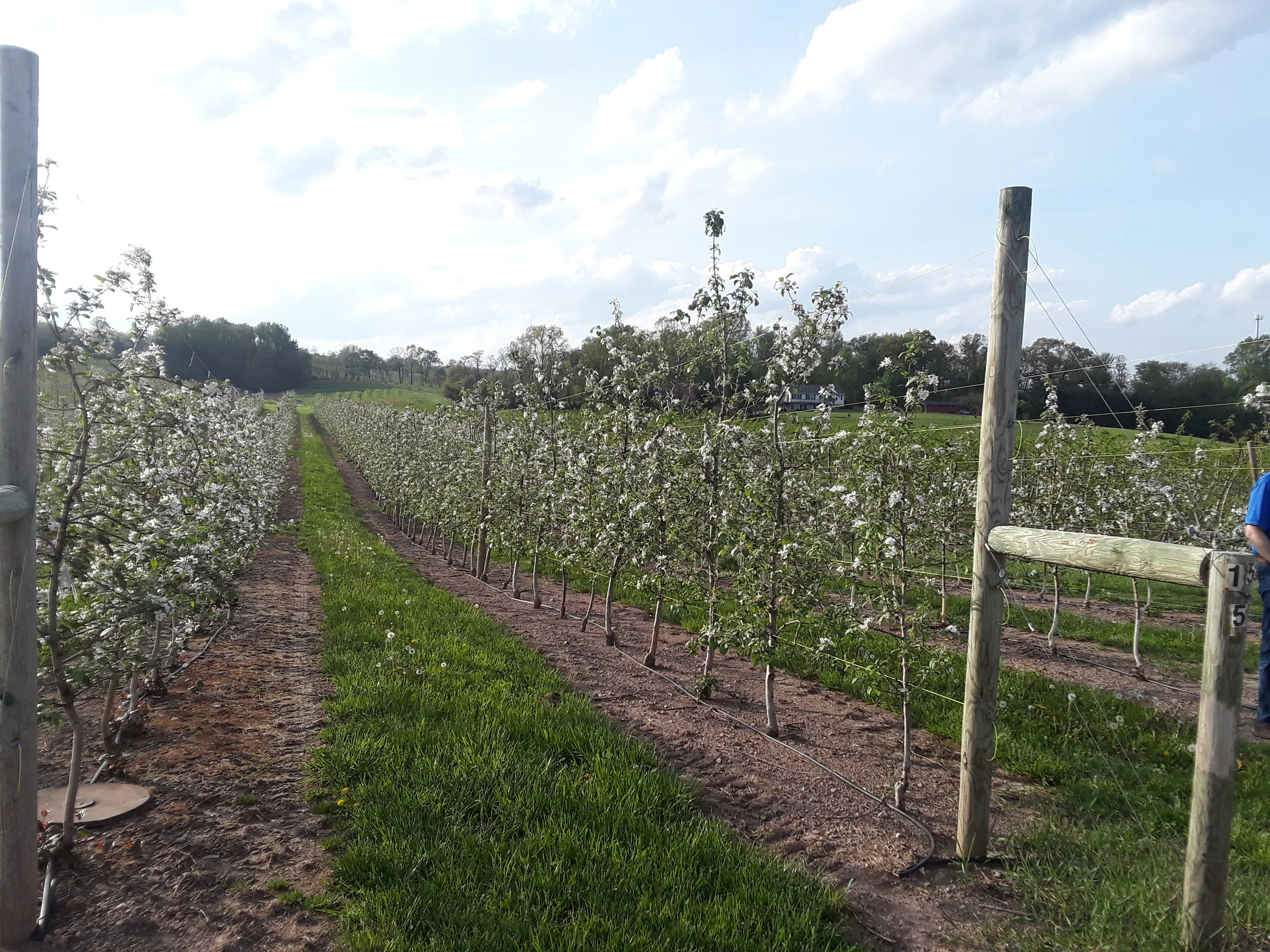 JMT US_6_PA Orchard.jpg