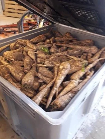 Conclusive parsnip tests