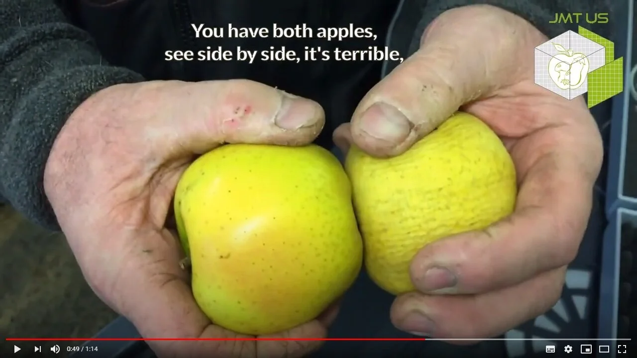 Chantecler apple: withering avoided with storage in CA bins