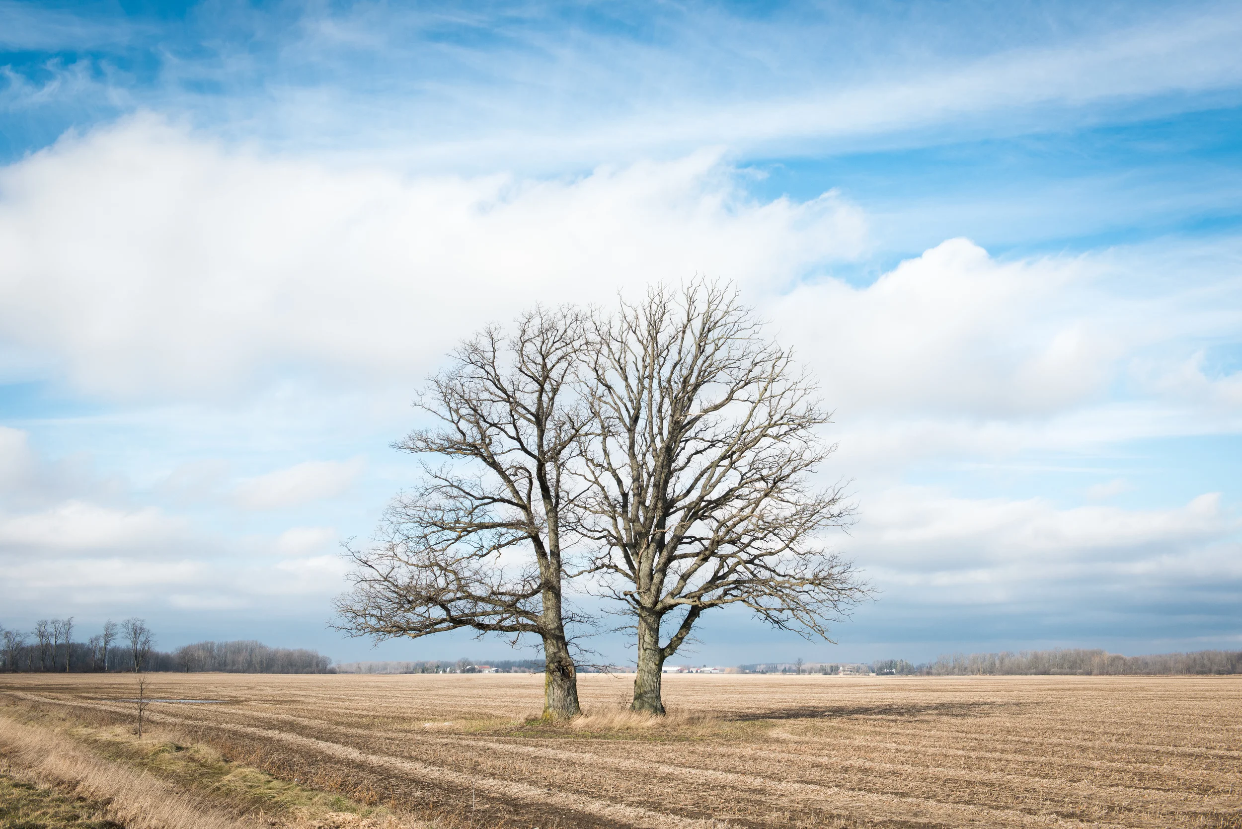 TreeTwin (1 of 1).jpg