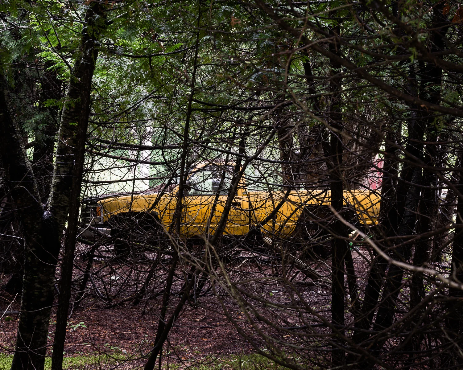 Van trees (1 of 1).jpg