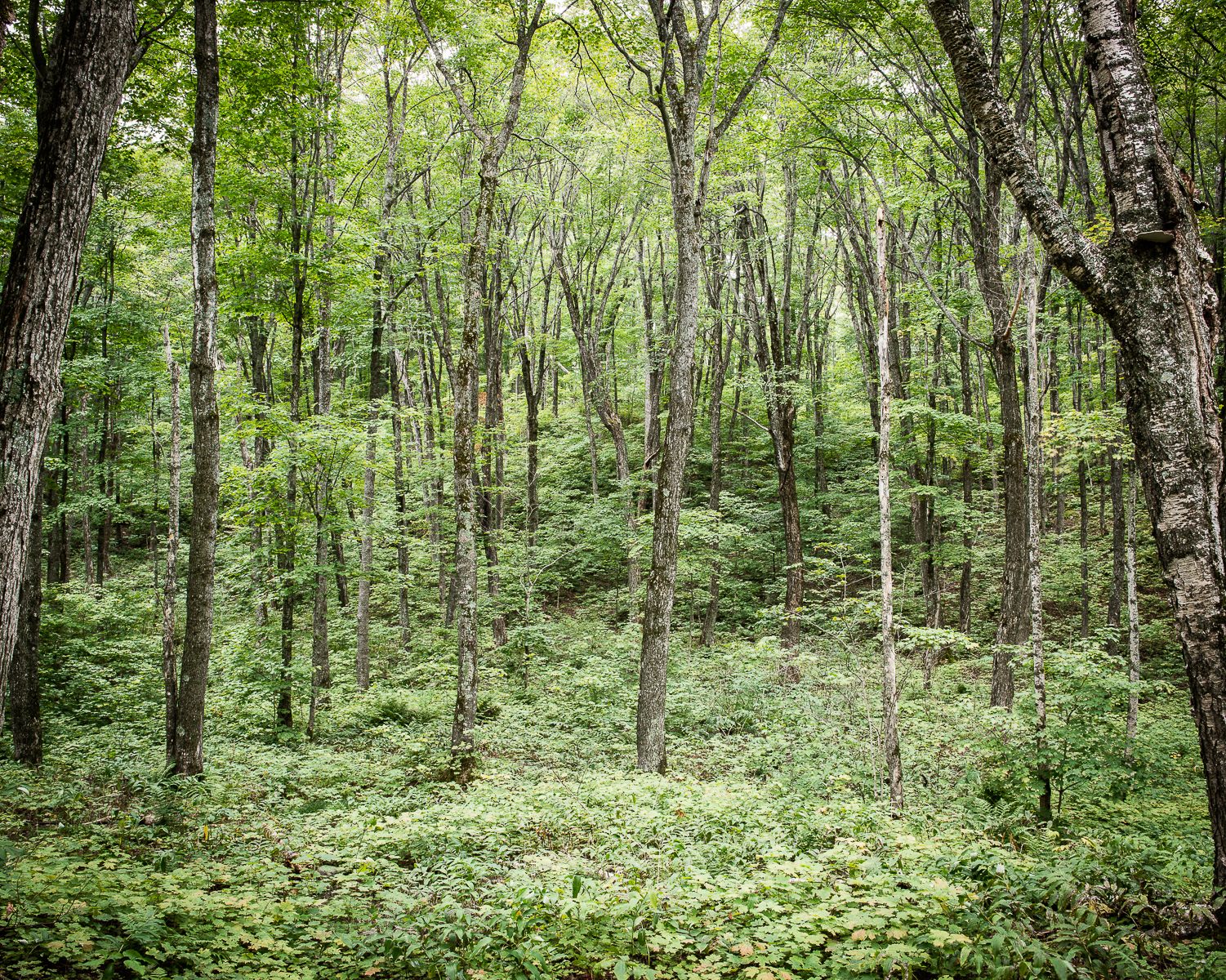 North Ontario Trees (1 of 1).jpg