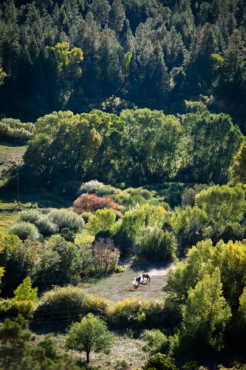 Horses (1 of 1).jpg