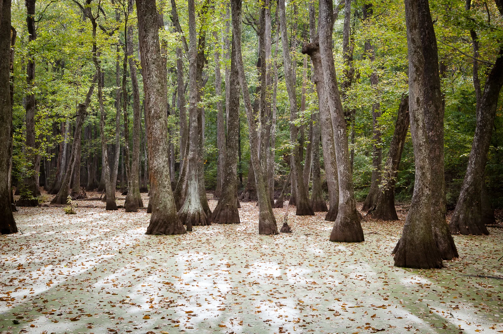 Pond trees (1 of 1).jpg