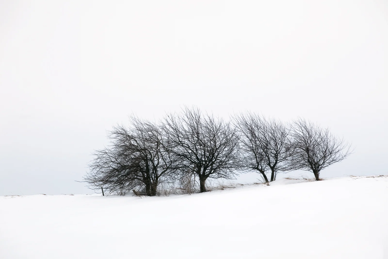 TreeSnow (1 of 1).jpg