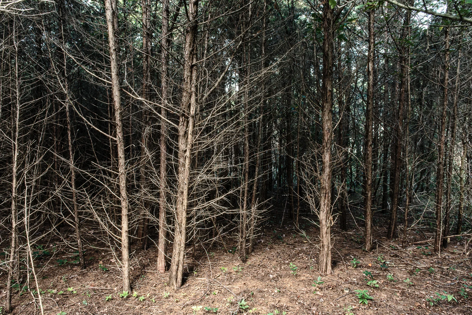 sunwoods (1 of 1).jpg