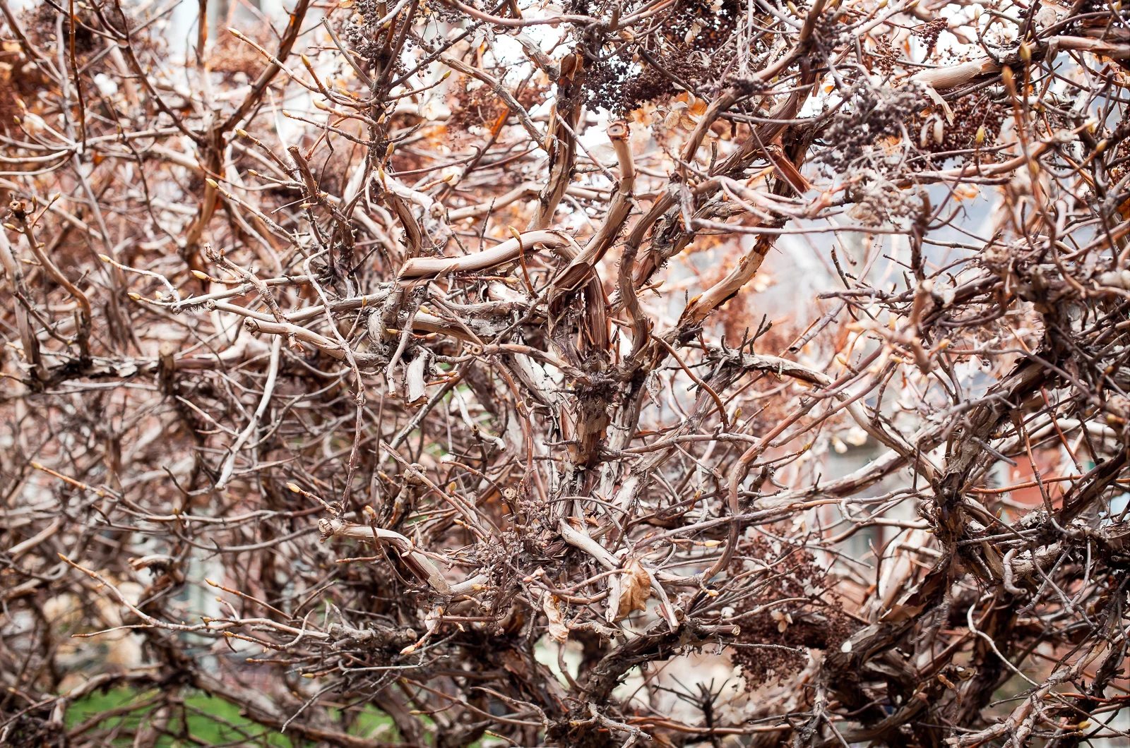 Bush (1 of 1).jpg