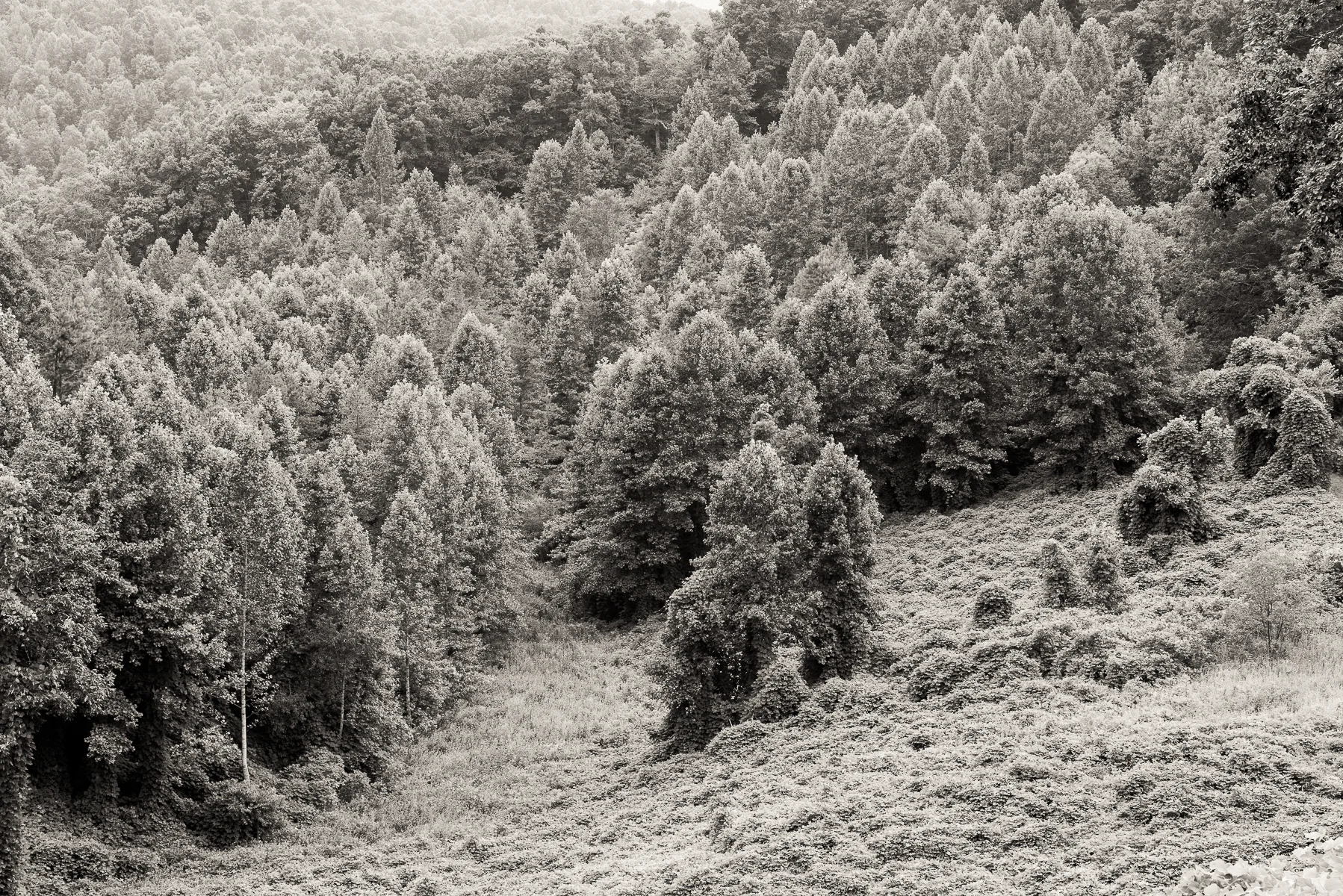 kentucky forest - - August 05, 2015 - 2.jpg