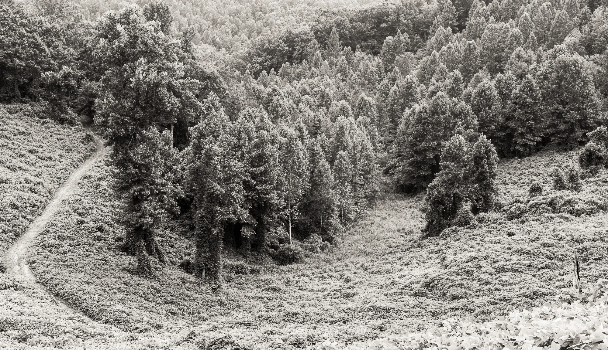 kentucky forest - August 05, 2015 - 1.jpg