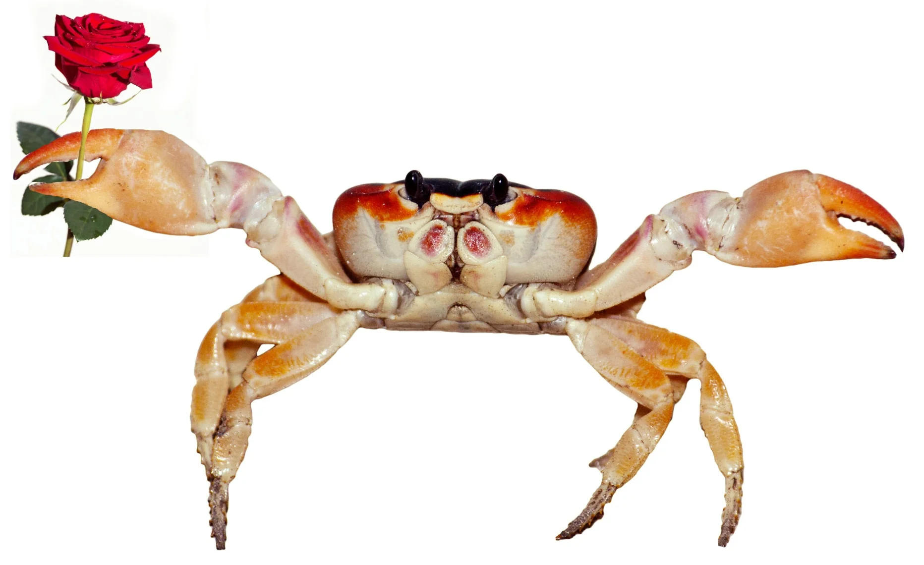 crabRose.jpg