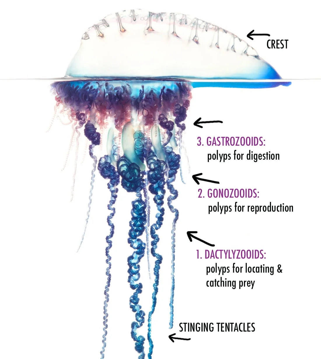 manOfWarKFSDiagramFull.jpg