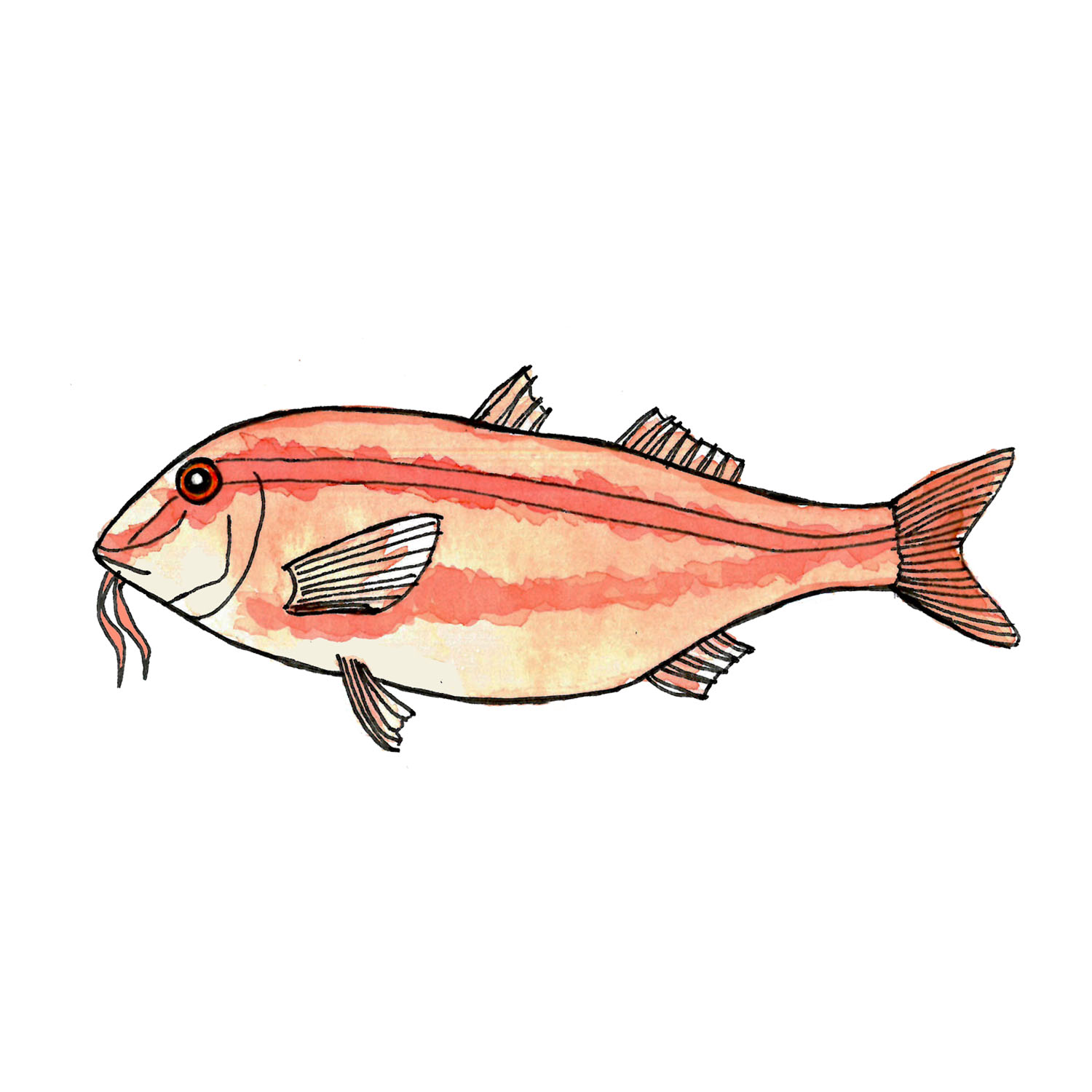 RED MULLET // Salmonete