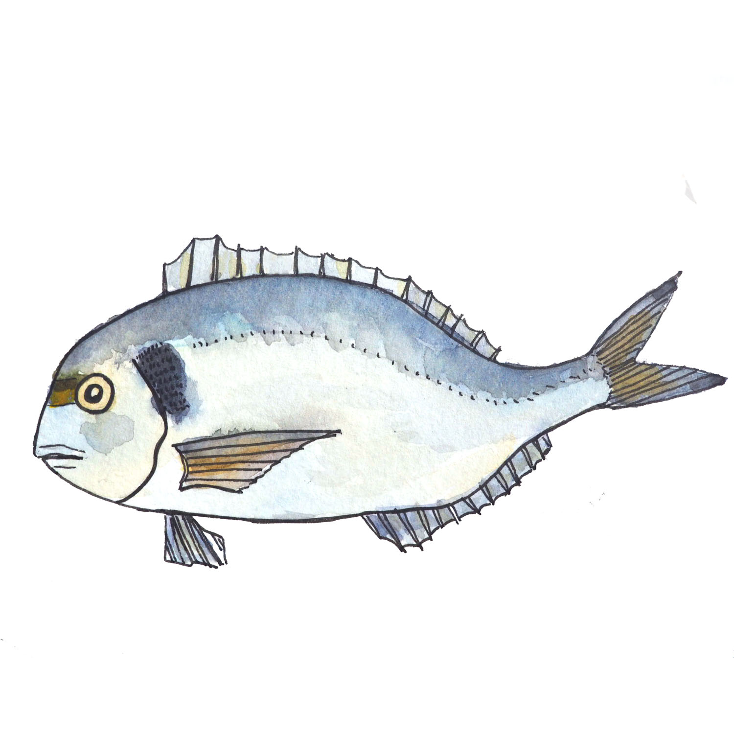 GILT-HEAD BREAM // Dourada