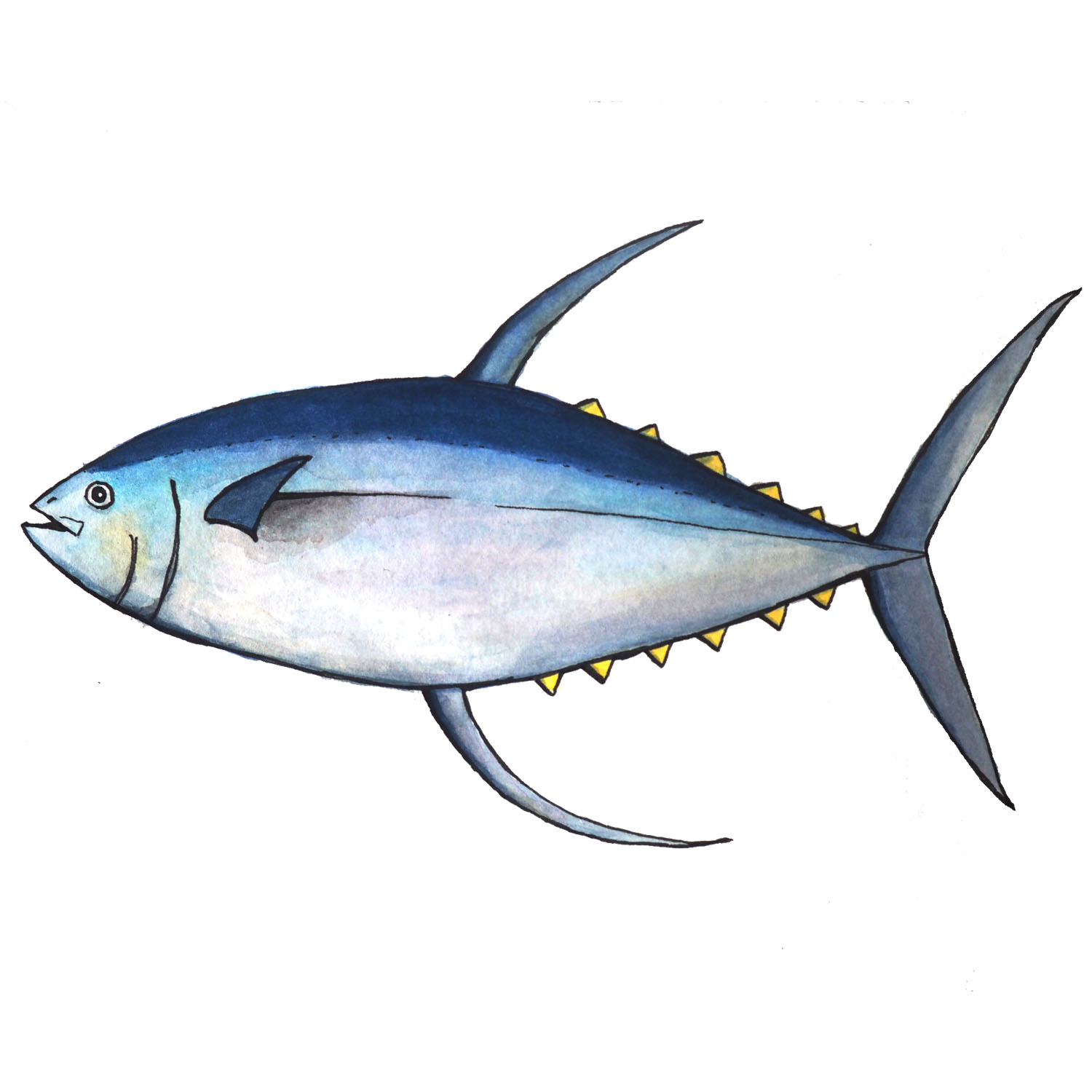 Tuna Species Chart