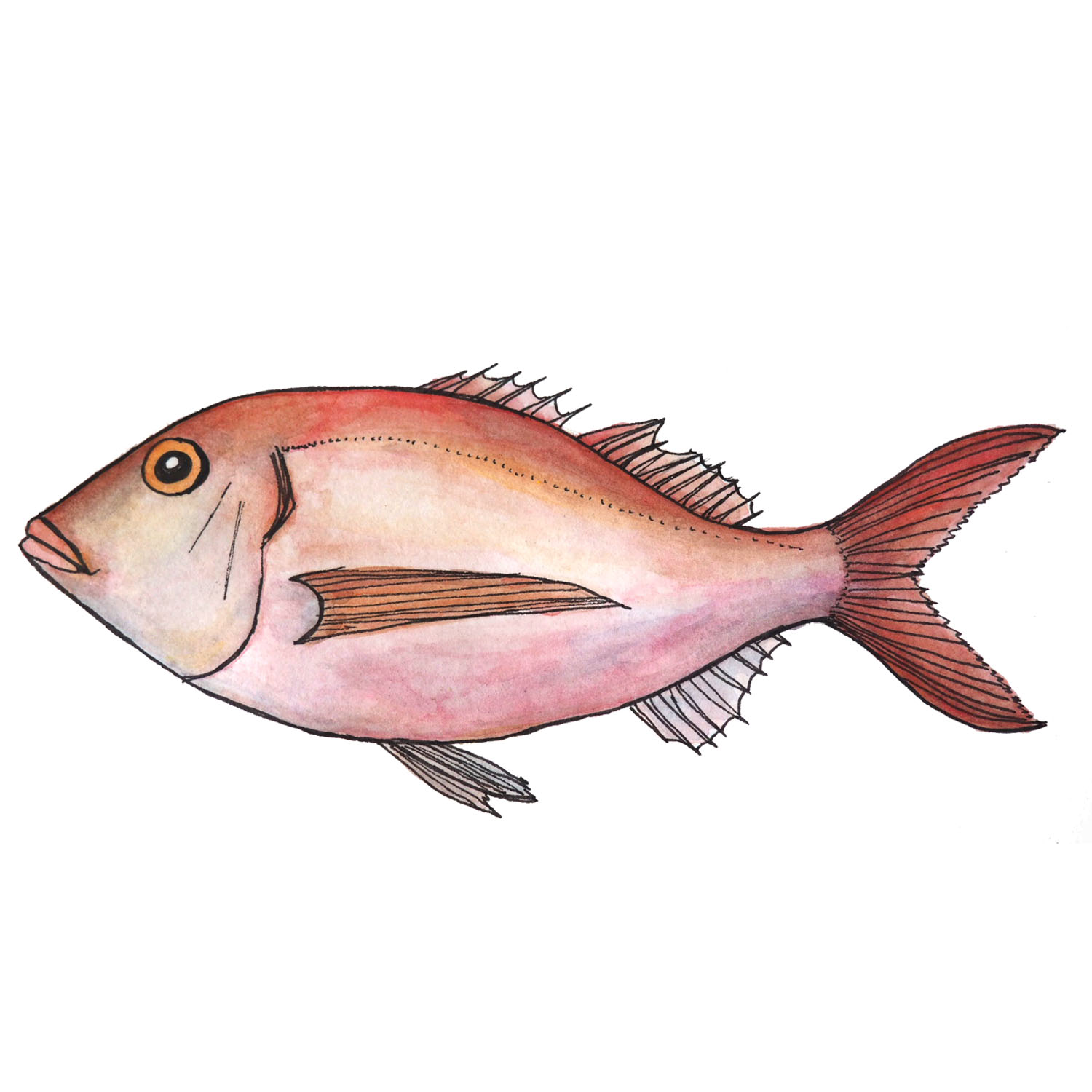 Portuguese Fish List Best Fish Forward