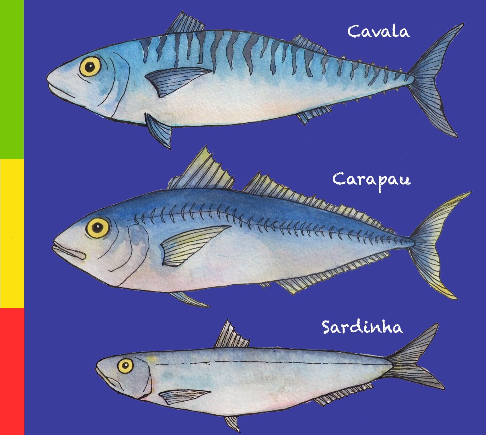 Mackerel vs sardine