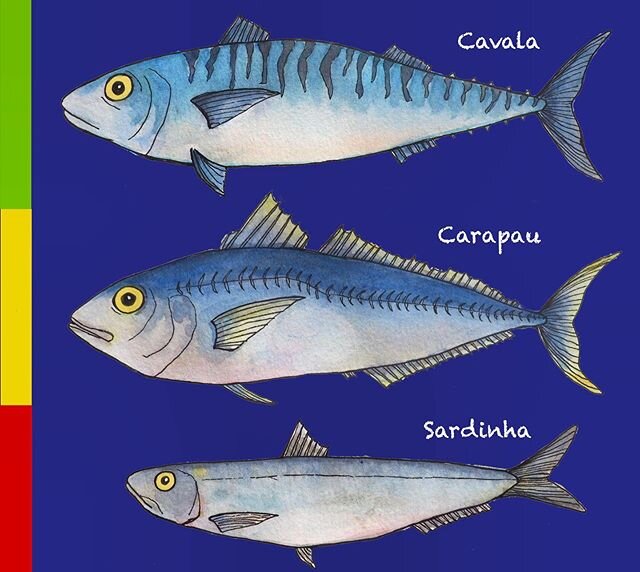 I just updated my Portuguese Fish list with the latest fisheries information. 🇵🇹 Cavala (Atlantic mackerel) is now BEST choice, Carapau (Horse mackerel) good choice, and sadly still avoid those Sardines... More updates coming soon! Enjoy those tast