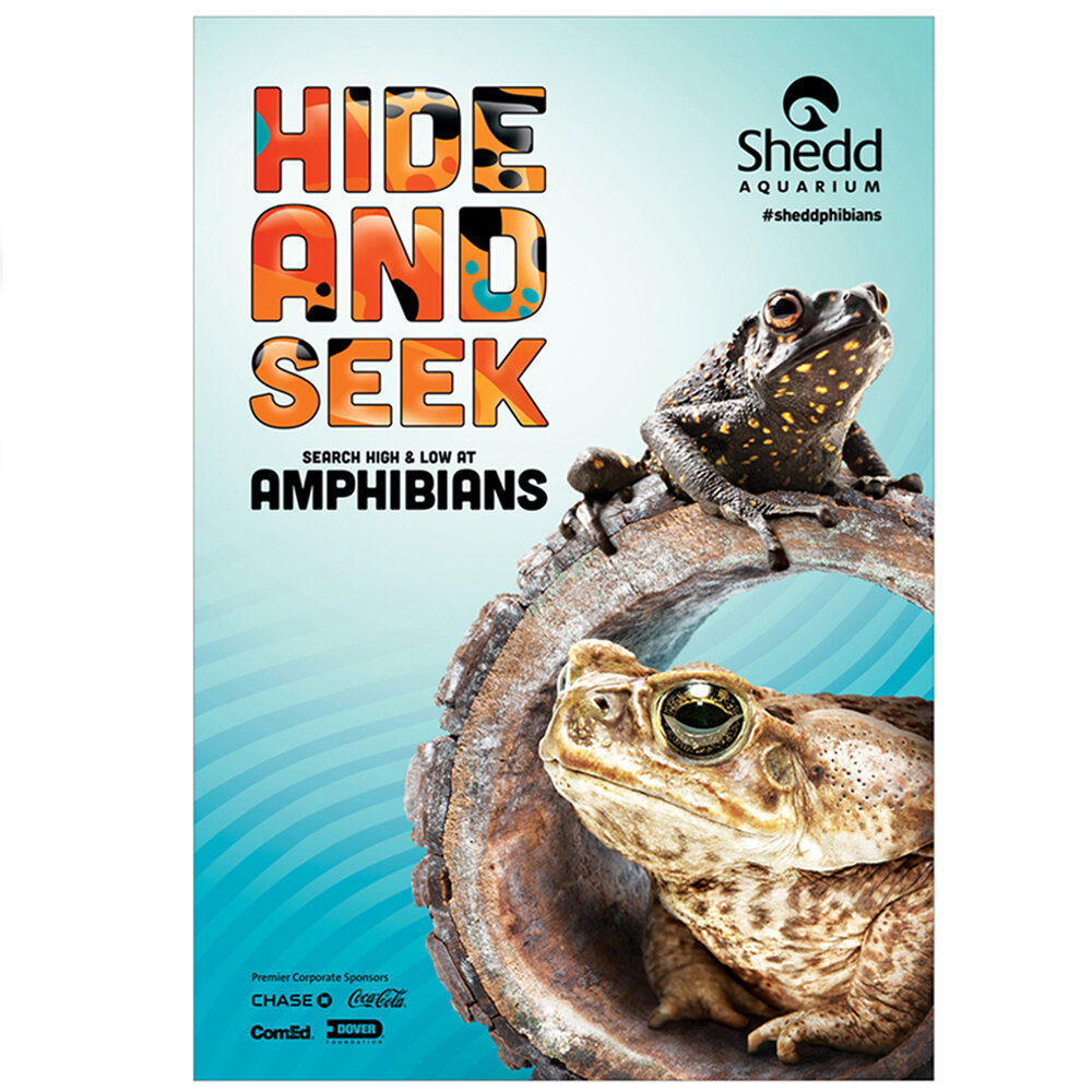 Amazing Tiny Frogs 🐸  Shedd Aquarium Amphibians Exhibit 