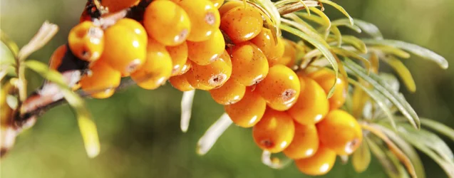 sea-buckthorn.jpg