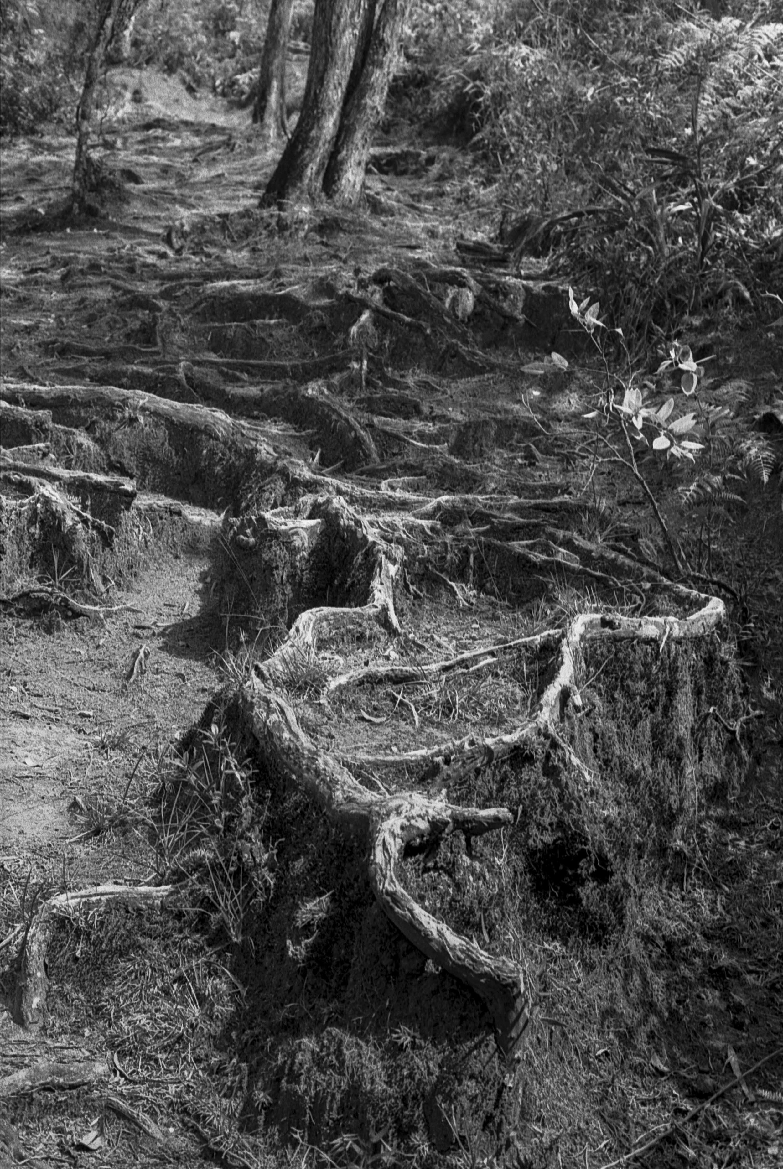 20240718-Image 11Colombia 35mm.jpg