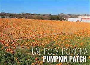 Pumpkin PAtch.jfif