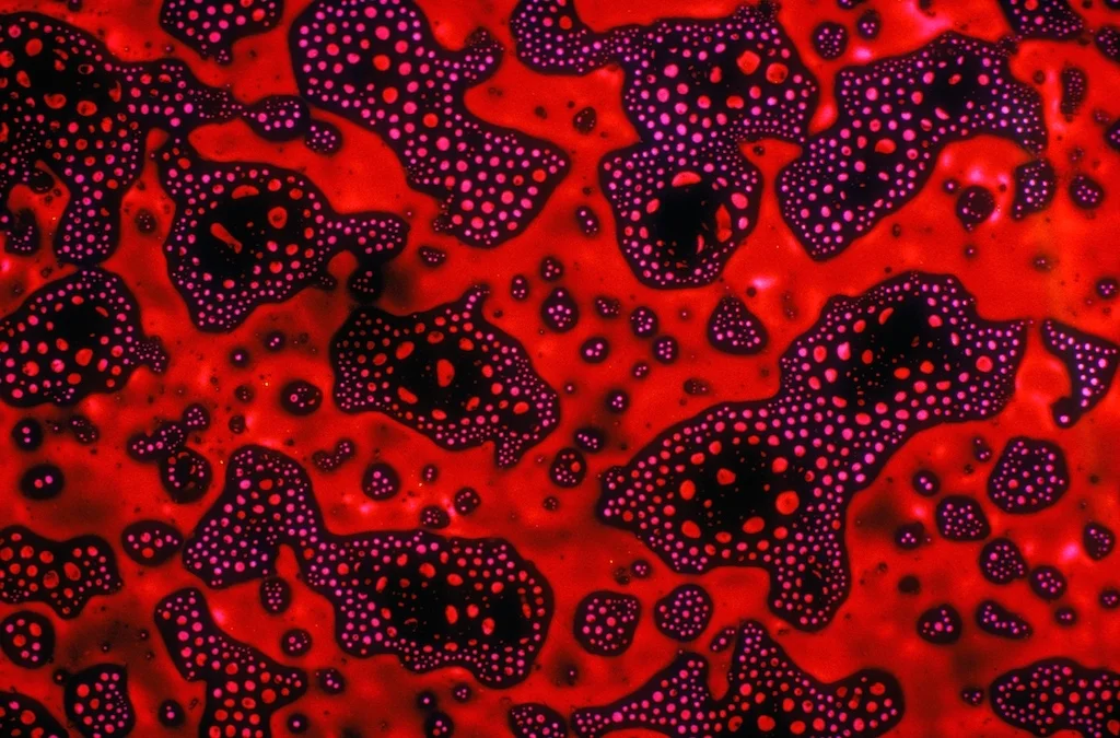 Black and Tan — BevShots