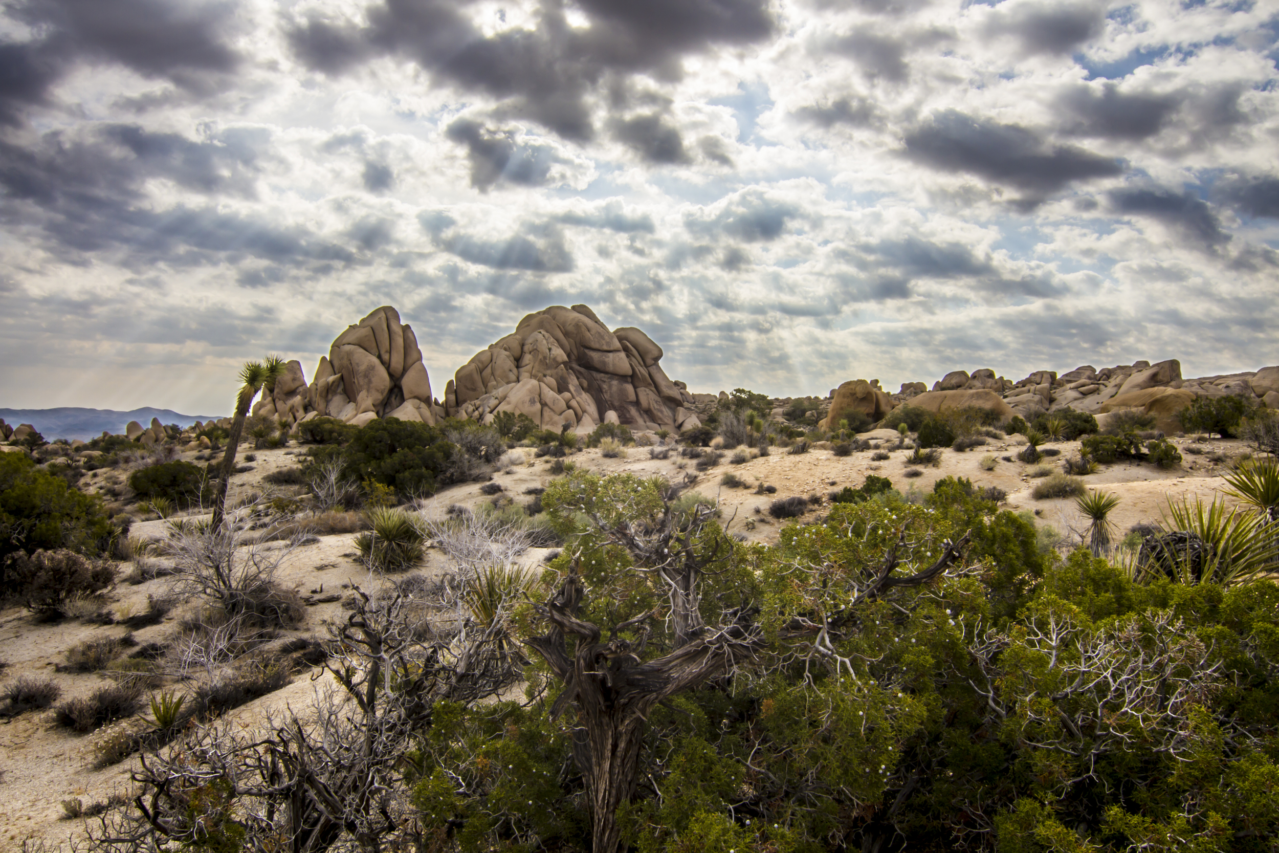 Joshua Tree copy.jpg