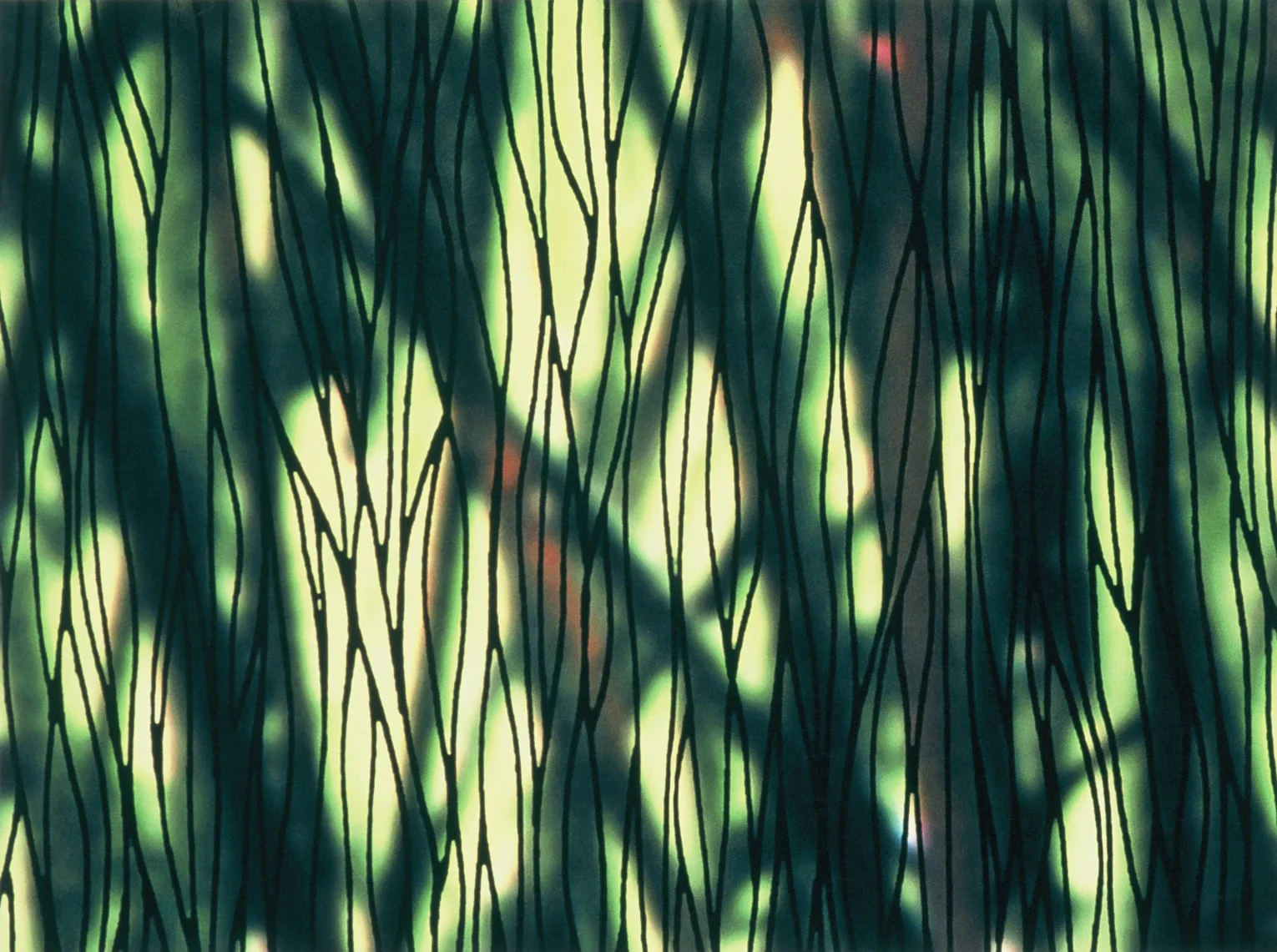 Lifting the Veil.jpg