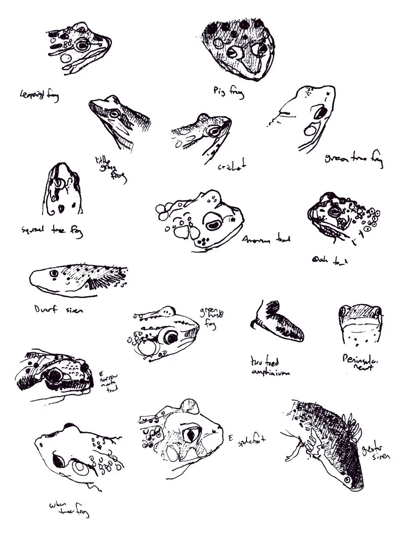 field-guide-amphib1.jpg