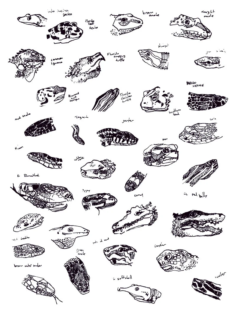 field-guide-reptiles1.jpg