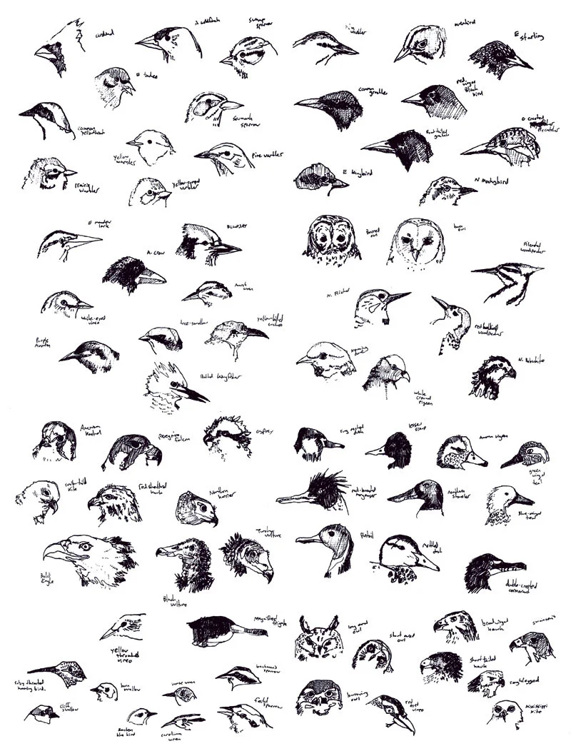 field-guide11.jpg