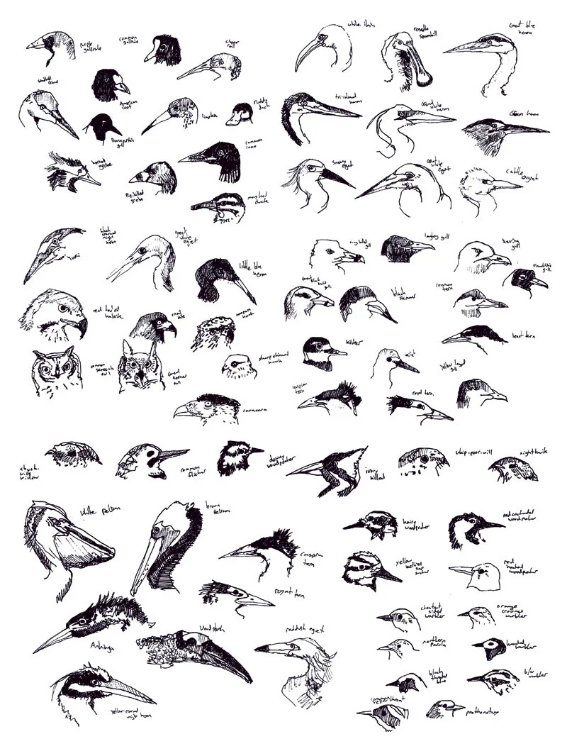 field-guide21.jpg