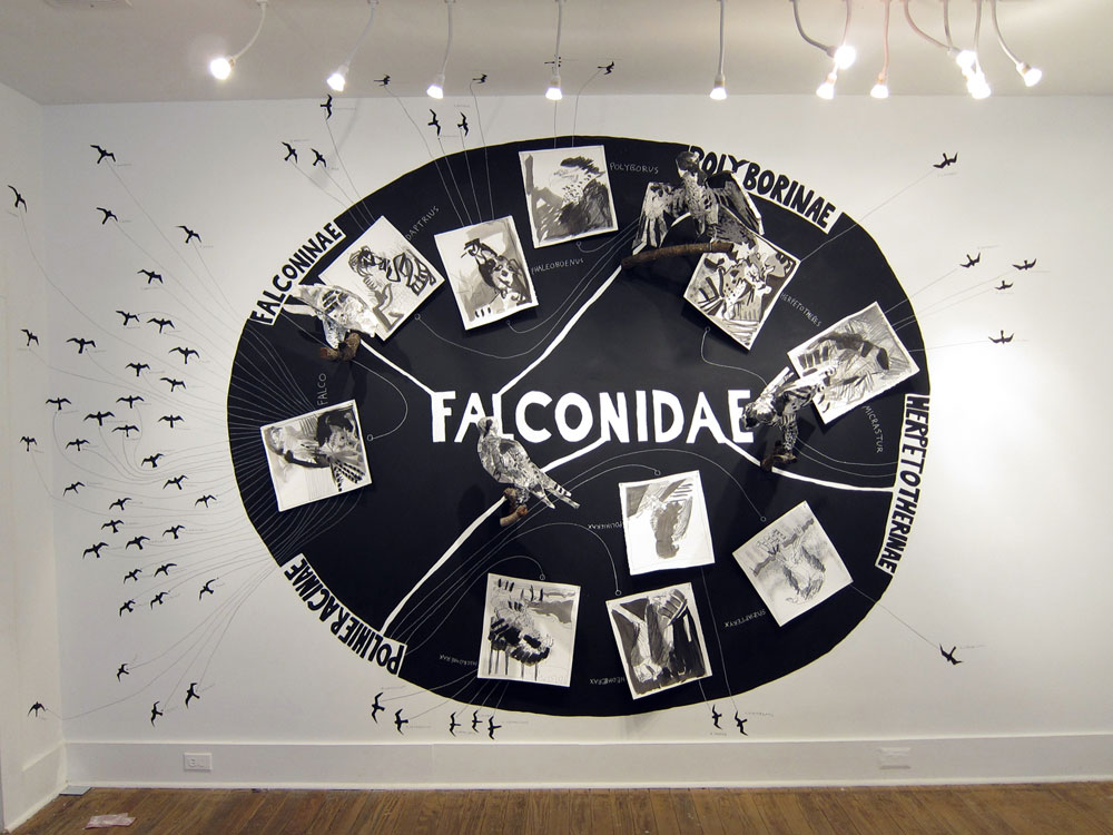 jbjones06-falconidae1.jpg