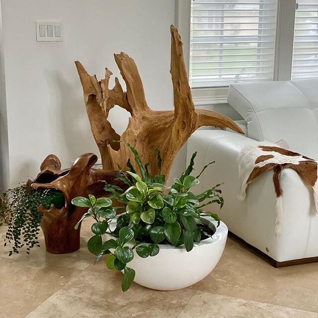 REFRESHING CORNER, GREEN SPACE INSPIRATION, SPREADING THE LOVE OF BEAUTIFUL INDOOR PLANTS AND NATURAL DRIFTWOOD AND AFRICAN WOOD  #mbdesignsbymaly#interior#interiors#interiordesign#interiorstyling#interiordesigner#style#decor#decoration#home#house#in