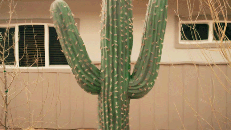 Cactus-GIF_960x540.gif