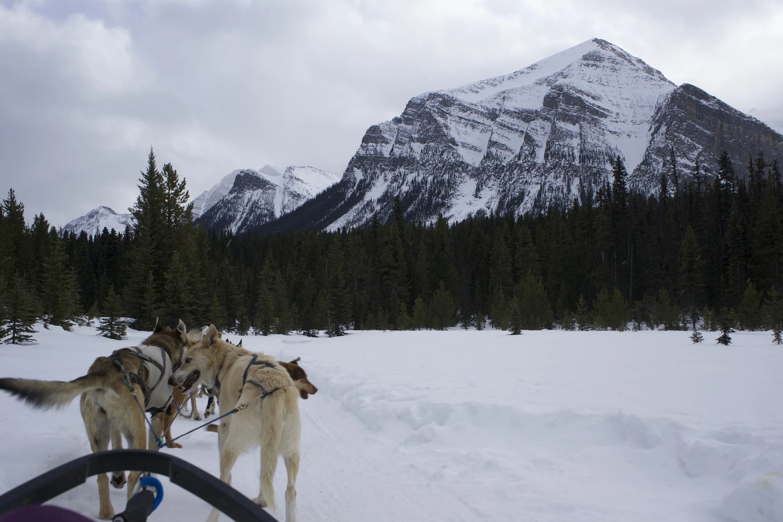 LAKE LOUISE + DOGSLED TOUR
