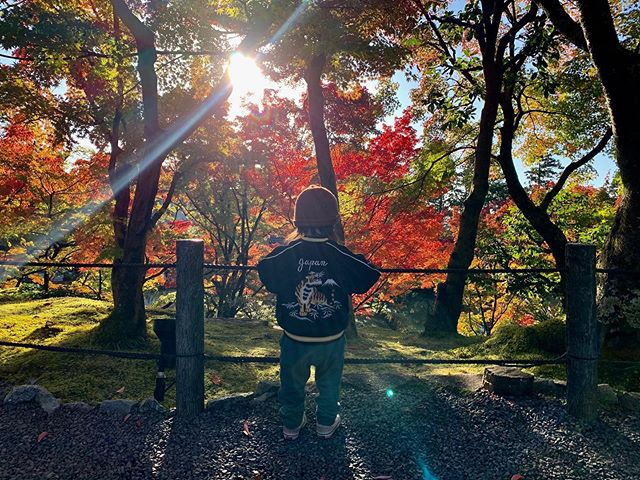 KYOTO, JAPAN: 🍂🍁fall is here!! fall comes so late to much of japan, hitting many of the central, lower elevation areas of honshu in mid to late november. we decided to tack on an extra week and a half to our trip ending in japan (our favorite count