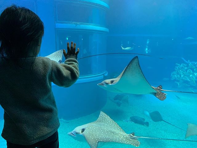 OSAKA, JAPAN: the aquarium here is legit. perfect activity if you have kids. we had to go on a sunday. best to try to avoid going to a place like this on a weekend. it was pretty crowded. cody still had fun though but his attention span did taper off