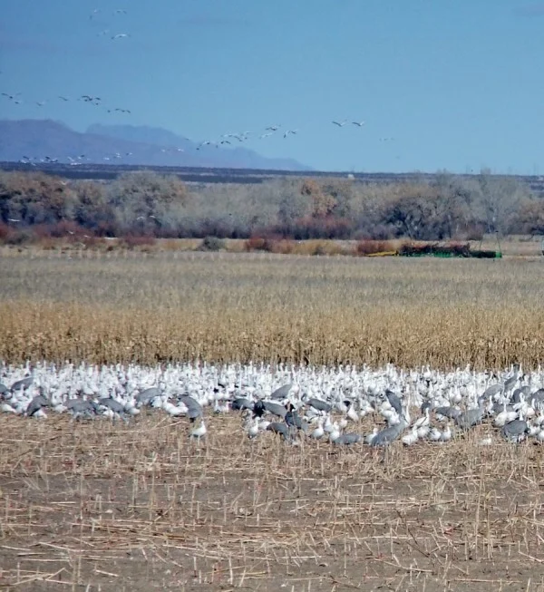Snow Geese And Cranes
