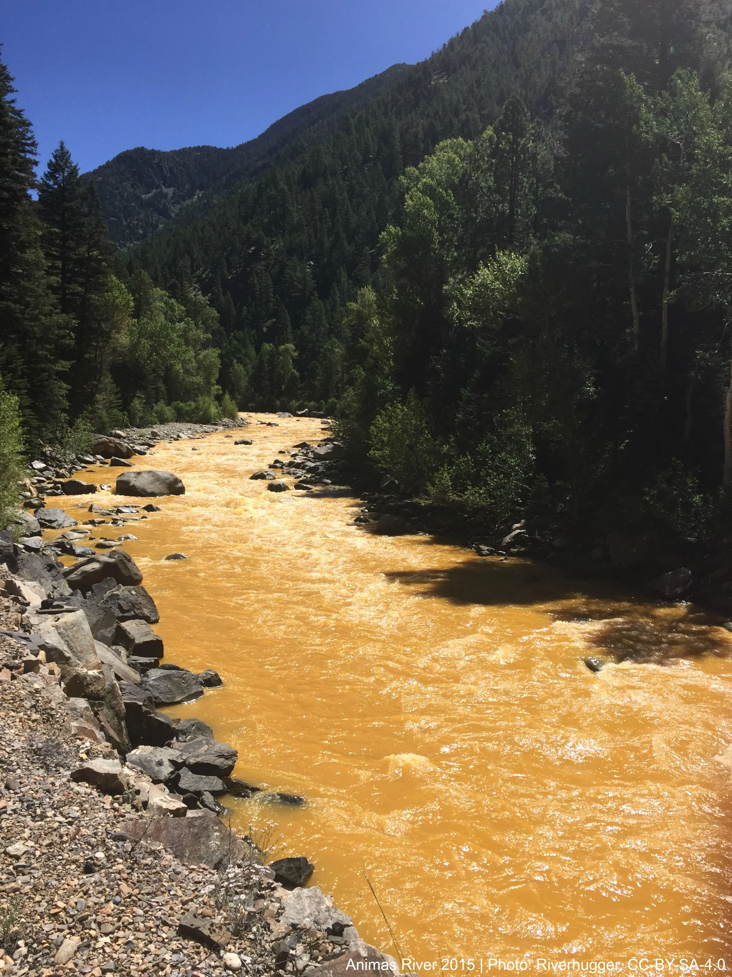 The Animas River between Silverton and Durango in Colorado, USA, within 24 hours of the 2015 Gold King Mine waste water spill. | Photo By RiverHugger, CC BY-SA 4.0