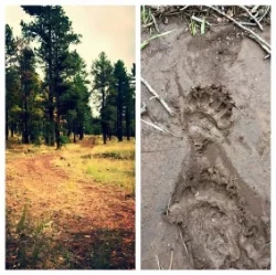 Finding bear tracks on an elk hunt, 2015