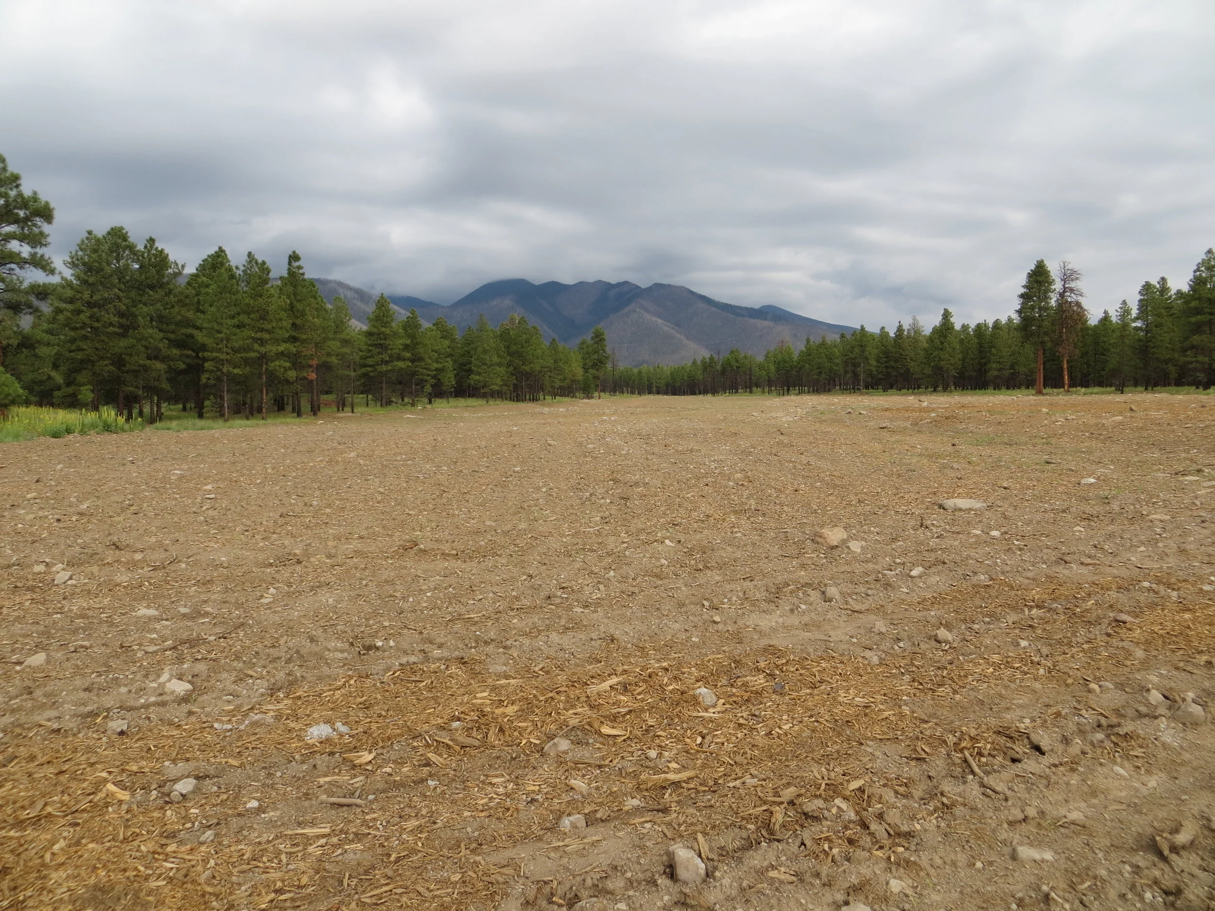 Restored Alluvial Fan