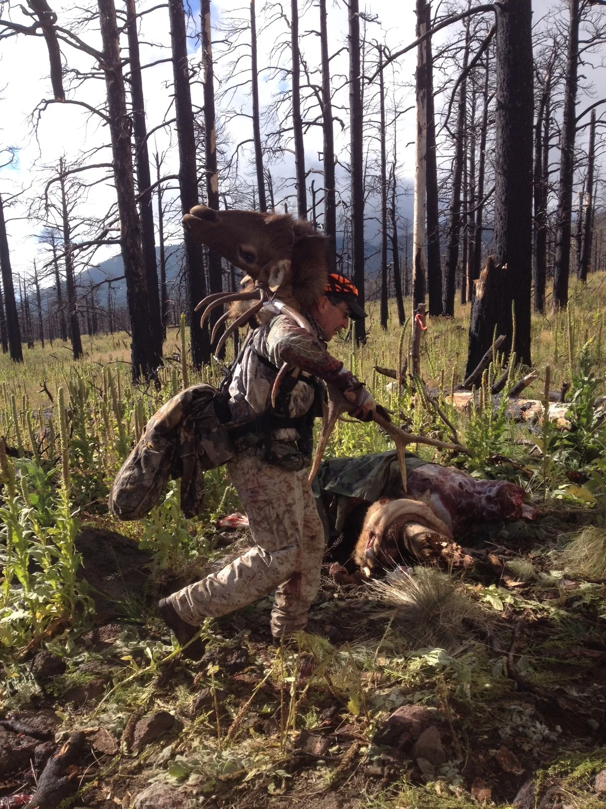 Another shot of Martin Anaya packing bull elk out of the Schultz Burn (2014), near the same location as 2006 photos.
